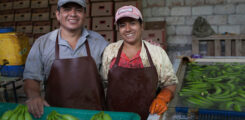 UROCAL, Fair Trade Certified Bananas, Ecuador